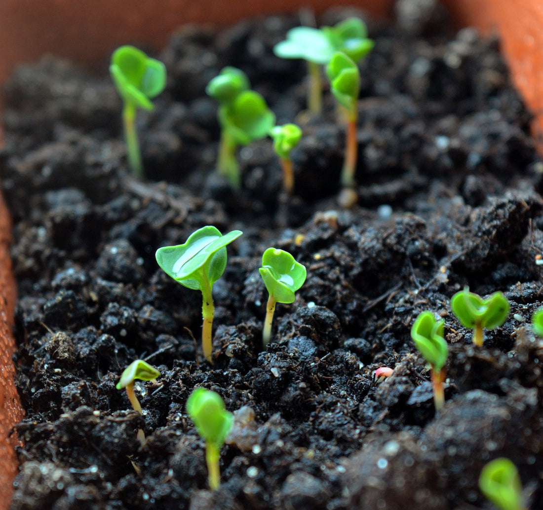 Unlock the Power of Broccoli Microgreens: A Superfood Sensation