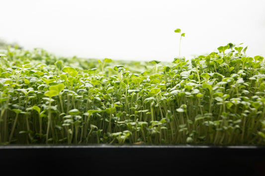 Microgreen Tray ~5oz - Local Pickup/Delivery Only